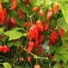 Острый перец Bombay Morich