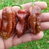 Острый перец Big Bang Chocolate Naga