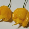 Острый перец Carolina Reeper Yellow