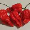 Острый перец Carolina Reaper cross #3