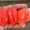Острый перец Carolina Reaper cross #4