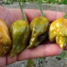 Острый перец Trinidad Scorpion Mustard